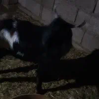 فروش دو عدد تروشت