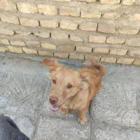 سگ نر|سگ|یزد, |دیوار