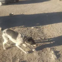 سو قدیم|سگ|برزک, |دیوار