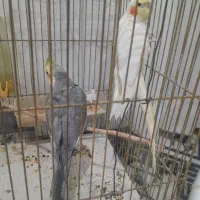 عروس هلندی|پرنده|اردبیل, |دیوار