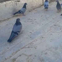 کبوتر گمشده