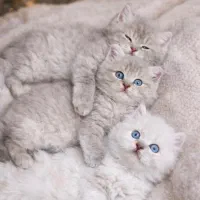 بچه گربه نژاد دار|گربه|قم, باجک دو|دیوار