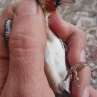 سره دو ساله|پرنده|شهریار, شهریار|دیوار