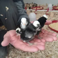 پخش اگهی جوجه سلطانweلهستانیpoپاپر برهماzx