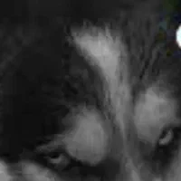 ۵۰میلیون مژدگانی|حیوانات|مشهد, فرهنگیان (شهرک غرب)|دیوار