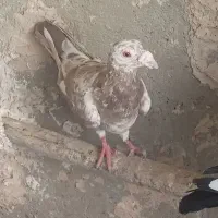 کفتر سرور نر