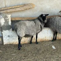 میش رومانوف