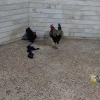 مرغ وخروس بالغ