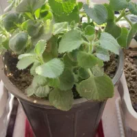 انواع گل و گیاه اپارتمانی|گل و گیاه طبیعی|مهاباد (آذربایجان غربی), |دیوار