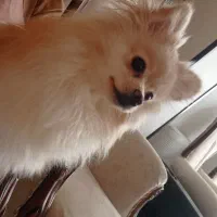 سگ پامر|سگ|شاهینشهر, خانه کارگر|دیوار