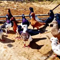 کفتر شهری بهبهانی|پرنده|شیراز, شهرک پرواز|دیوار