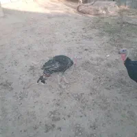 بوقلمون