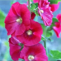 گل طبیعی