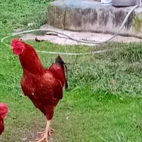 خروس لاری و محلی|حیوانات مزرعه|طاهرگوراب, |دیوار