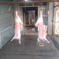 گوشت بره  امسال بزغاله شک توشتیر پروار میشخاص