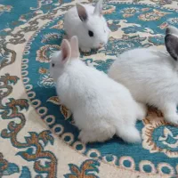 خرگوش سرحال وبازیگوش
