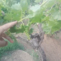 نهال صنوبرنیگرا|حراج|اسدآباد, |دیوار