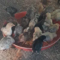 فروش ۲عدد خروس و تعدادی جوجه گلپایگانی|حیوانات مزرعه|نیشابور, شهید جعفری|دیوار