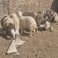 بره قوچی بروجردی|حیوانات مزرعه|جلگه رخ, |دیوار