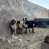 بره