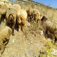 میش داشتی