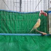 قناری ماده|پرنده|رشت, کوی طالقانی|دیوار