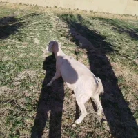 بز دورگ|حیوانات مزرعه|مهریز, |دیوار