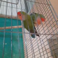 طوطی برزیلی|پرنده|پردیس, فاز ۳|دیوار