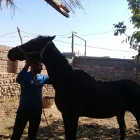 فروش اسب|اسب و تجهیزات اسب‌سواری|جوین, |دیوار