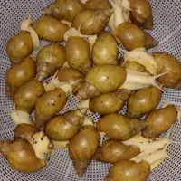 حلزون آچاتینا