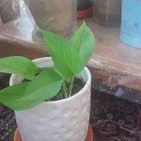 باسلام مقداری گل که داخل عکسهازدم  بعلت جابجایی|گل و گیاه طبیعی|اصفهان, جاوان|دیوار