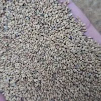 بذر یونجە امسال بوجاری شدە