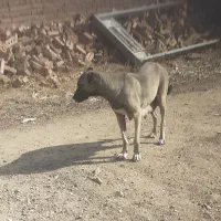 ماده‌سرابی شکم اولشه ۳۵روزه زایده|سگ|صوفیان, |دیوار