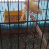 سهره نر وقناری