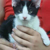 گربه دوماهه و شش ماهه