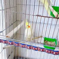 یک جفت عروس پاریس لوتینو