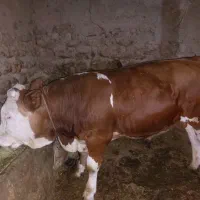یک راس گاو نر داشتی