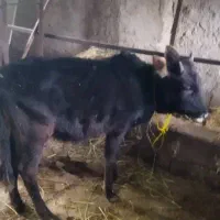 ورزاکوله چالوسی|حیوانات مزرعه|سنگر, |دیوار