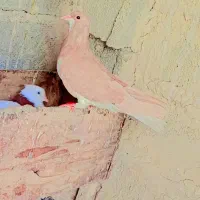 کبوتر شیرازی|پرنده|شادگان, |دیوار