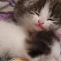 گربه توضیحات بخونید