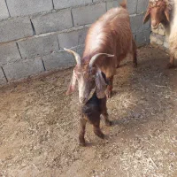 میش وبز|حیوانات مزرعه|دورود, |دیوار