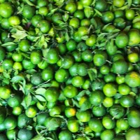 نارنگی ژاپنی درجه یک  شیرین و ملس