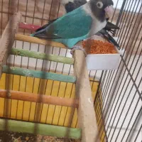 طوطی برزیلی جفت کوتوله برزیلی دستی مولد