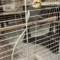 عروس هلندی نر سخنگو ۶ ماهه سالم