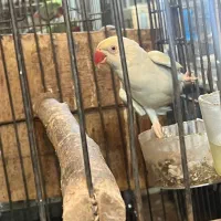 طوطی ملنگو ماده رنگی (اوپال)