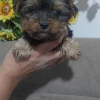 سگ یورکشایر نر