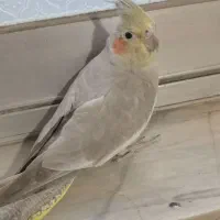 عروس هلندی