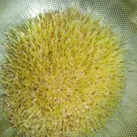 غذای پرندگان