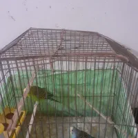 دو جفت مرغ عشق|پرنده|خرمشهر, |دیوار