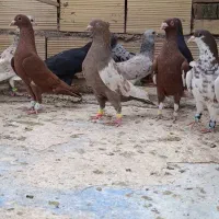 9تانر رنگی خوشگل